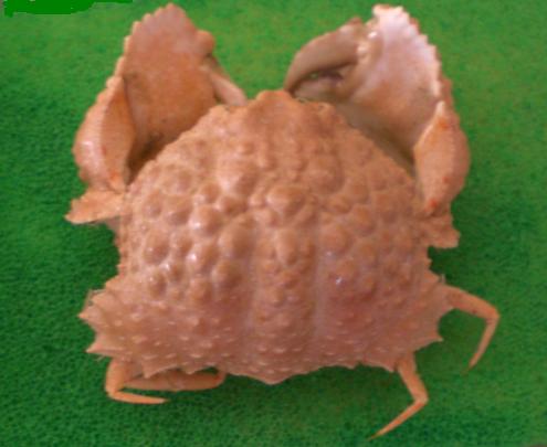 Calappa torulosa T.F.C. male.bmp